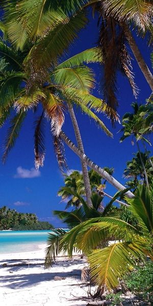 Tropical Beach Scene with Lush Palms and Crystal Clear Sea