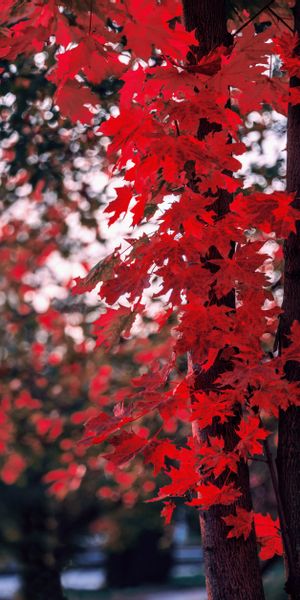 Vibrant Autumn Maple Leaves Against a Smooth Wood Background