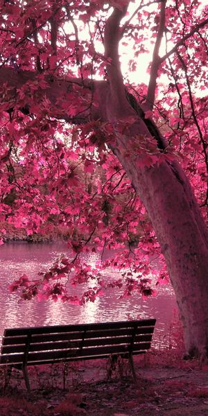 Enchanting Pink Tree and Bench by the Water
