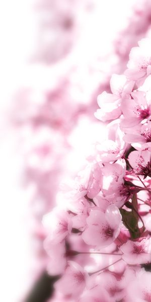 Pastel Blossom Phone Wallpaper: A Serene Floral Escape for Your Device