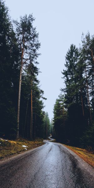 Serene Winding Road Surrounded by Lush Trees - Ideal iPhone Wallpaper