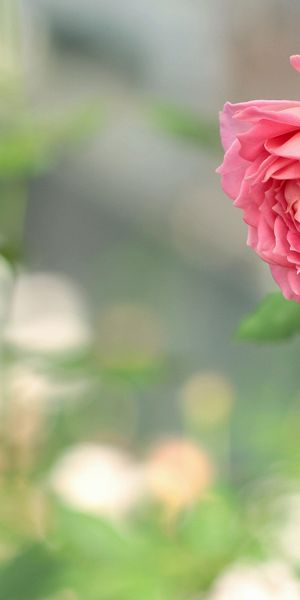 Phone wallpaper: Nature, Flowers, Flower, Rose, Blur, Earth, Pink Flower free download