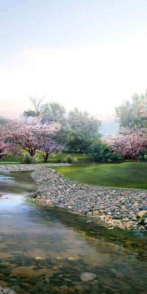 Serene Sakura Blossom by the Stream in Spring Park
