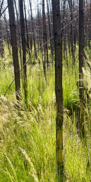 Phone wallpaper: Grass, Forest, Ear, Nature, Trees free download