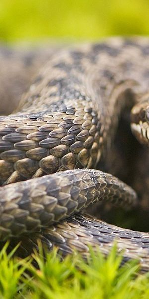 Phone wallpaper: Blur, Snake, Reptiles, Grass, Animal free download