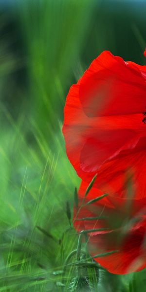 Beautiful poppy flowers in a green field - perfect phone wallpaper