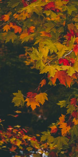 Autumn Maple Leaves in Vibrant Colors