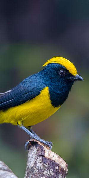 4k Sultan Tit Bird Close-up on a Branch