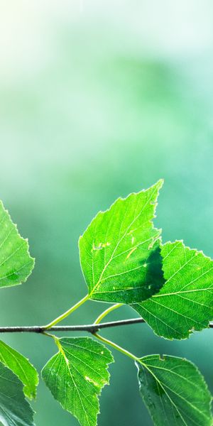 Phone wallpaper: Blur, Macro, Branch, Leaves, Smooth free download