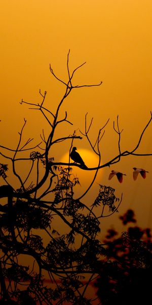 Sunset Silhouette Featuring a Bird and Branches
