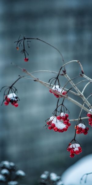 Phone wallpaper: Rowan, Frosty, Branch, Smooth, Berries, Macro, Blur free download