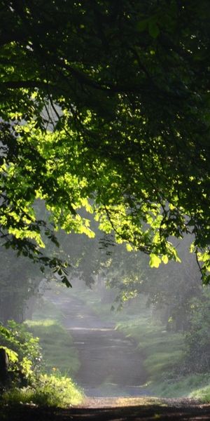 Phone wallpaper: Trees, Landscape free download
