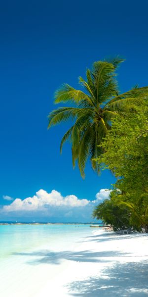 Tropical Paradise Beach with Lush Palms and Crystal Clear Water