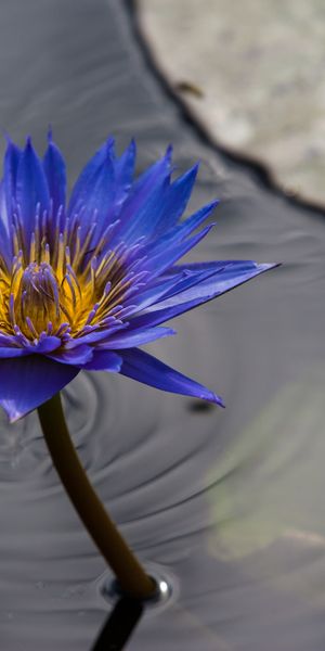 Phone wallpaper: Nature, Flowers, Water, Flower, Earth, Water Lily, Blue Flower free download