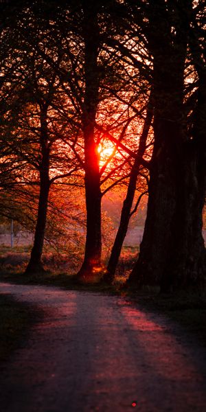 Beautiful Sunset Pathway Through Trees in Nature