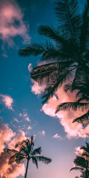 Breathtaking Sunset with Palm Trees and Colorful Clouds