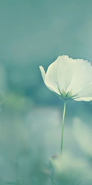 Phone wallpaper: Nature, Flowers, Flower, Blur, Close Up, Earth, Cosmos, White Flower free download