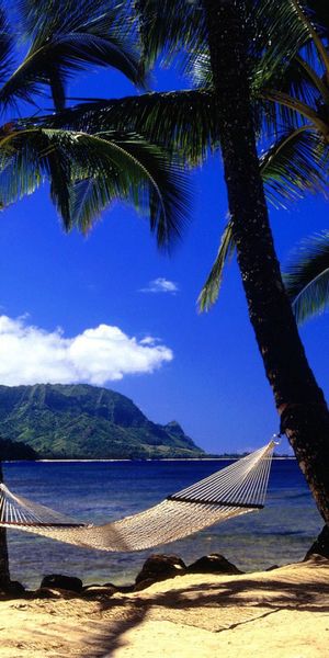 Relaxing beach scene wallpaper featuring palm trees and a hammock