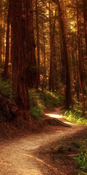 Phone wallpaper: Trees, Trunks, Trail, Ferns, Paints, Nature, Path, Forest, Color, Colors free downl