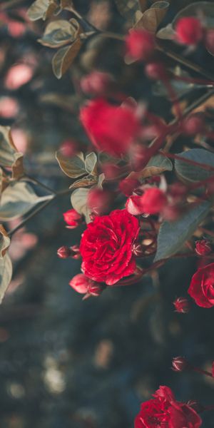 Beautiful Red Roses in Bloom for Your Mobile Wallpaper