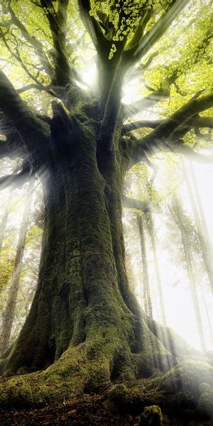 Majestic Tree Under Sunlight - Perfect for Your Mobile Wallpaper