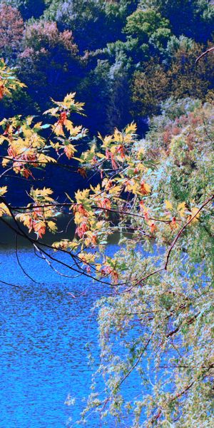 Phone wallpaper: Trees, Nature, Branches, Rivers free download