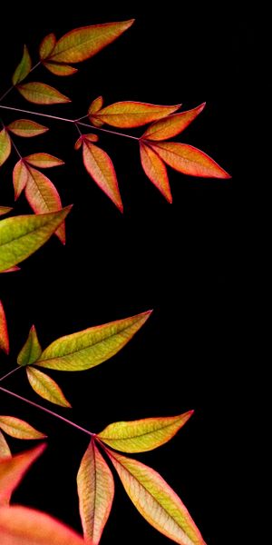 Elegant Leaves on a Dark Background for Your Phone