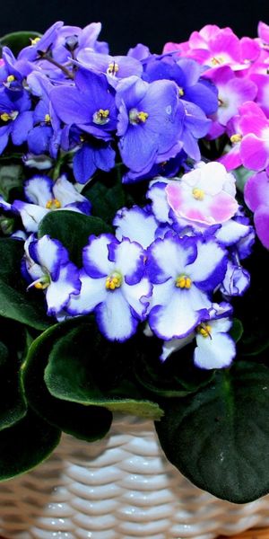 Phone wallpaper: Flowers, Multicolored, Room, Violet free download