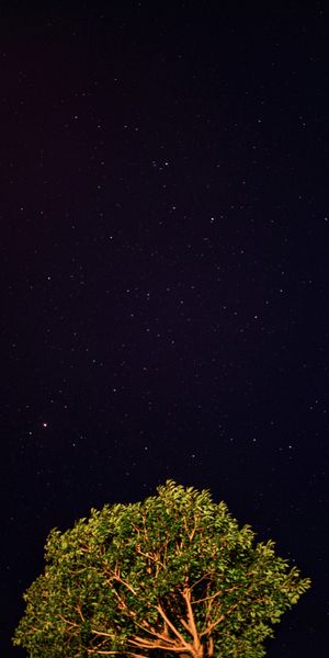 Phone wallpaper: Wood, Tree, Stars, Starry Sky, Night, Dark free download