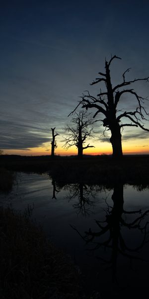 Beautiful Sunset Reflection with Silhouetted Trees