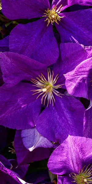 Phone wallpaper: Flowers, Earth, Clematis free download