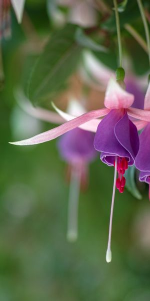 Vibrant Fuchsia Flowers Wallpaper for iPhone - HD Quality Background