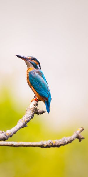 Majestic Kingfisher Perched on a Branch