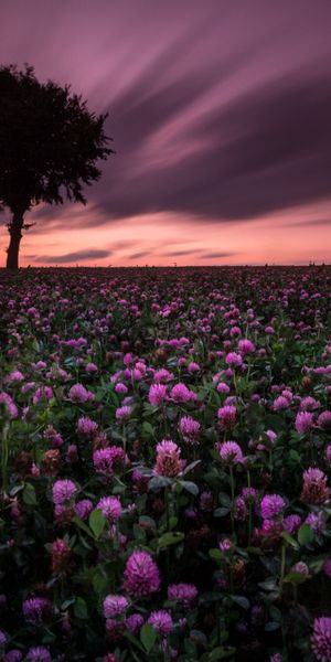 Phone wallpaper: Nature, Flowers, Sunset, Flower, Tree, Earth, Field, Purple Flower, Lonely Tree fre