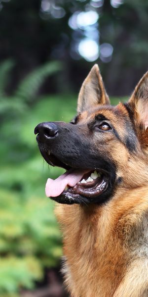Beautiful German Shepherd Wallpaper for Your Phone - Free Download
