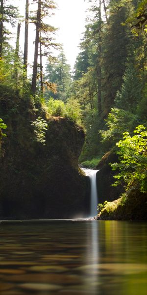 Serene Waterfall Surrounded by Lush Nature