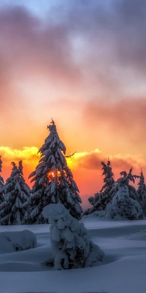 Phone wallpaper: Winter, Nature, Sunset, Snow, Tree, Earth, Cloud free download