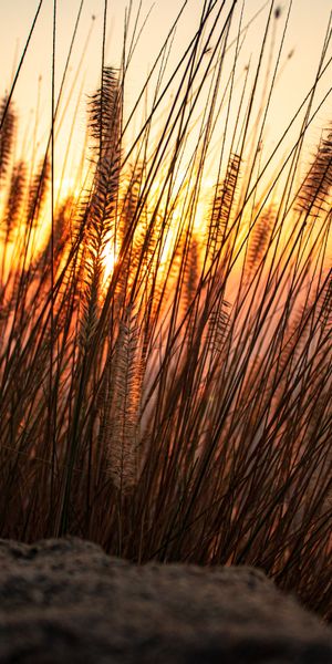 Breathtaking Sunset with Grass Silhouettes