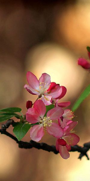 Beautiful spring phone wallpaper featuring delicate flowers and leaves