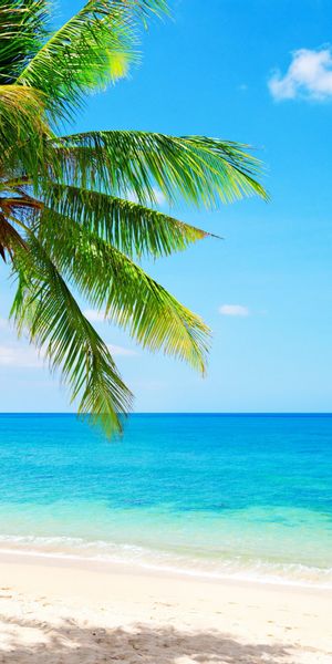 Breathtaking mobile wallpaper featuring a serene beach and palm tree