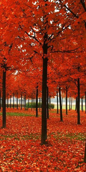 Phone wallpaper: Nature, Landscape, Trees free download
