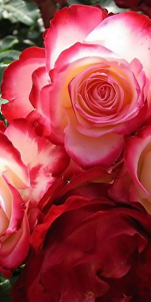 Beautiful 4K phone wallpaper featuring vibrant roses and lush greenery