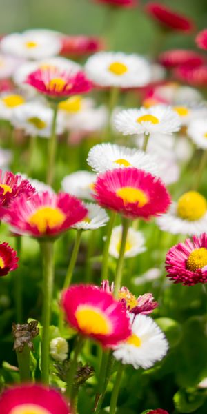 Phone wallpaper: Polyana, Multicolored, Motley, Glade, Camomile, Flowers free download