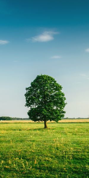 Breathtaking Summer Green Field with a Single Tree