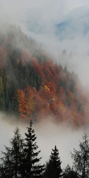 Breathtaking Mountain View with Autumn Foliage and Mist