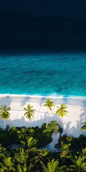 Aerial View of a Serene Tropical Beach with Lush Palms