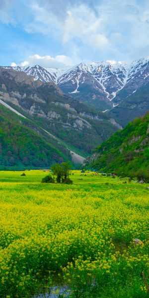 Beautiful Mountain Glade with Yellow Flowers and Majestic Mountains
