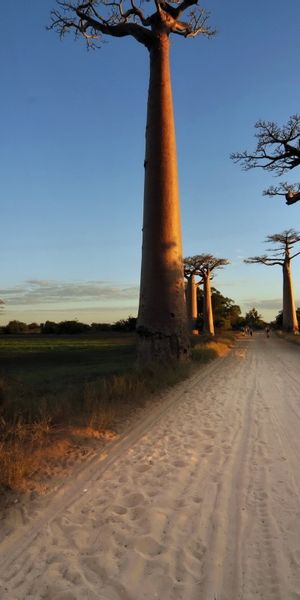 Phone wallpaper: Baobab Tree, Trees, Earth free download