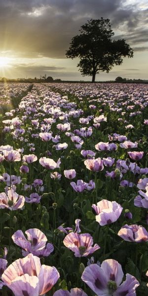 Phone wallpaper: Landscape, Nature, Flowers, Sky, Sun, Flower, Sunrise, Earth, Cloud free download