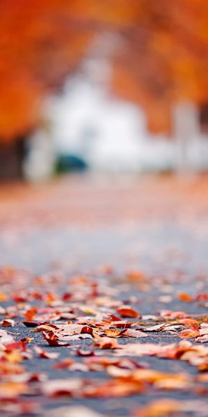 Phone wallpaper: Road, Tree, Blur, Leaf, Fall, Bokeh, Photography free download